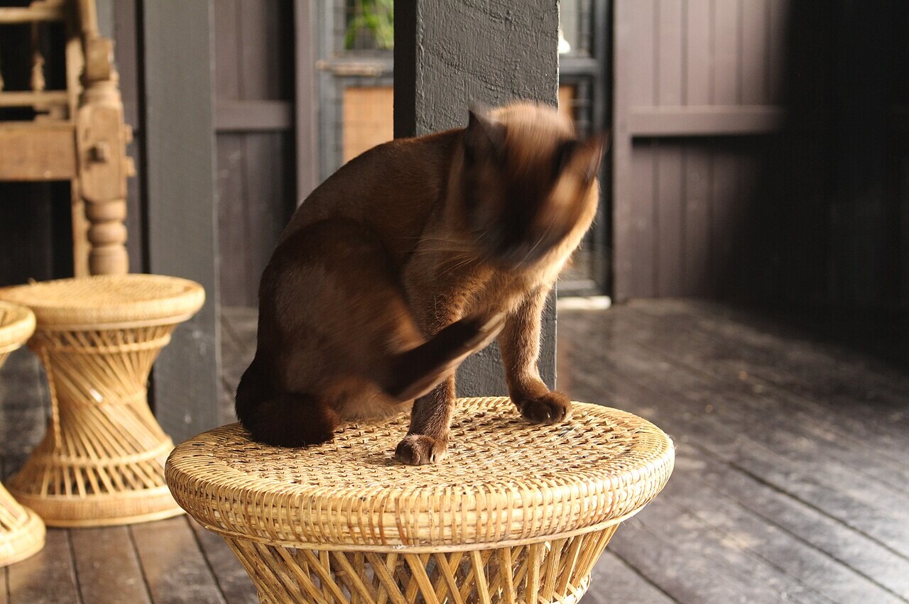 Burmese pet insurance Australia