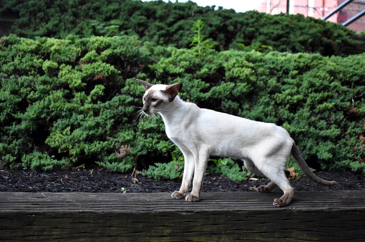 Siamese pet insurance Australia